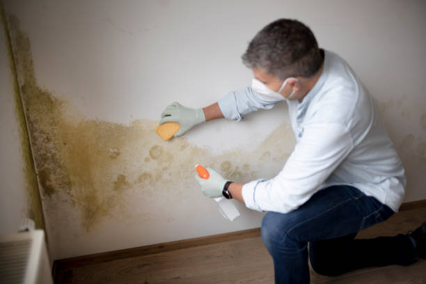 Best Industrial Mold Remediation  in Olivet, TN