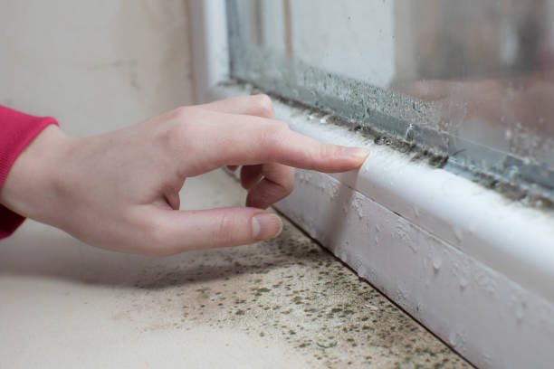 Best Residential Mold Inspection & Testing  in Olivet, TN
