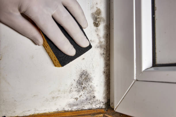 Trusted Olivet, TN Mold Removal Experts